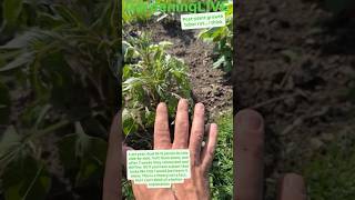 Download lagu Dahlia Plant Wilting? Don’t Pull it!!! #garden #dahlias #dahliarot mp3