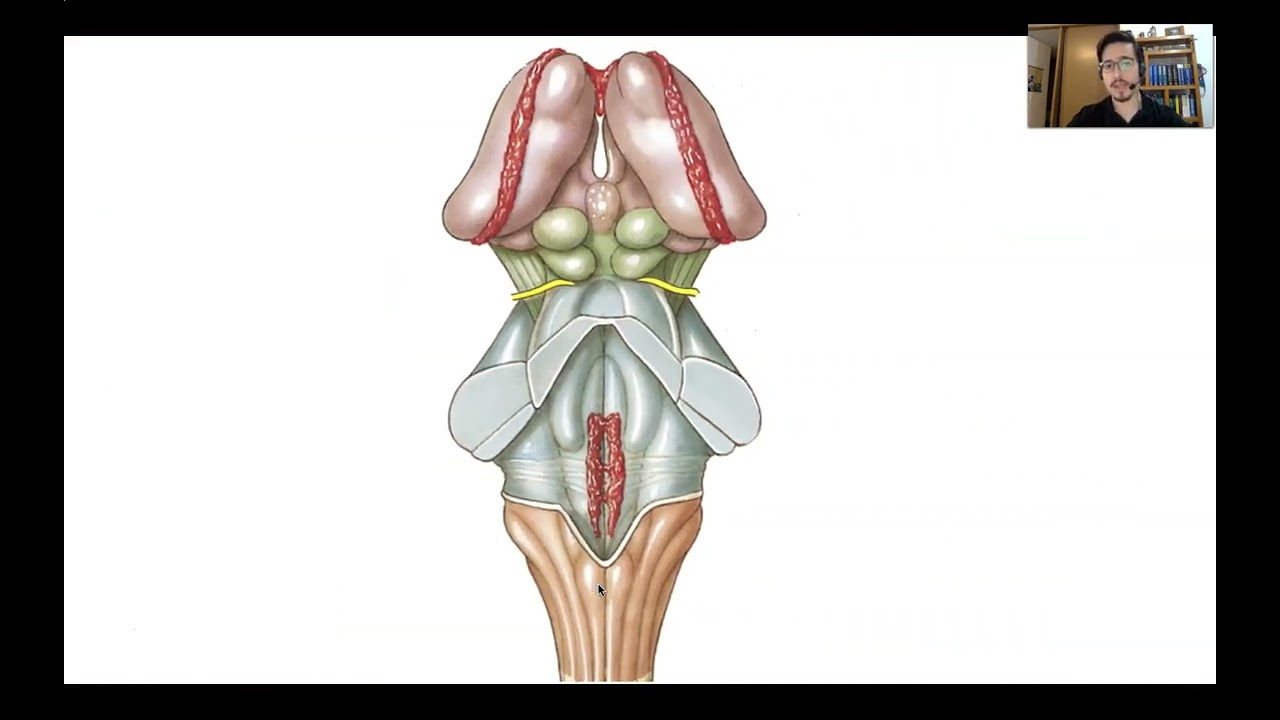 Tema 5. Tronco encefálico, configuración interna