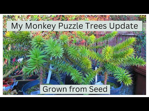 My Monkey Puzzle Trees I have grown from Seed Update | Araucaria araucana #gardening #gardeningtips