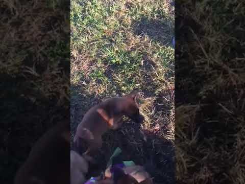 Malinois Troy vs Keziah litter A @ 7 weeks