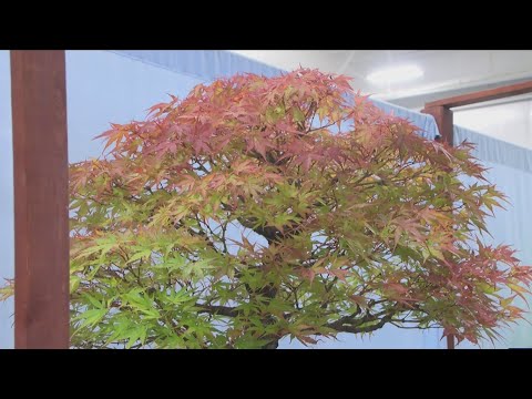 Bonsai Exhibition in Rochester this weekend