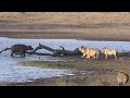 THE BEST LIONS KILL BUFFALO VIDEO EVER Battle At Kumana Dam Kruger National Park