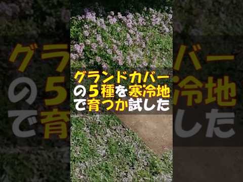 他の植物を守る、長く咲き続けるグランドカバーフラワー9種！  庭園