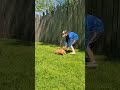 Golden Retriever dogs for sale: Sugar - Video 1