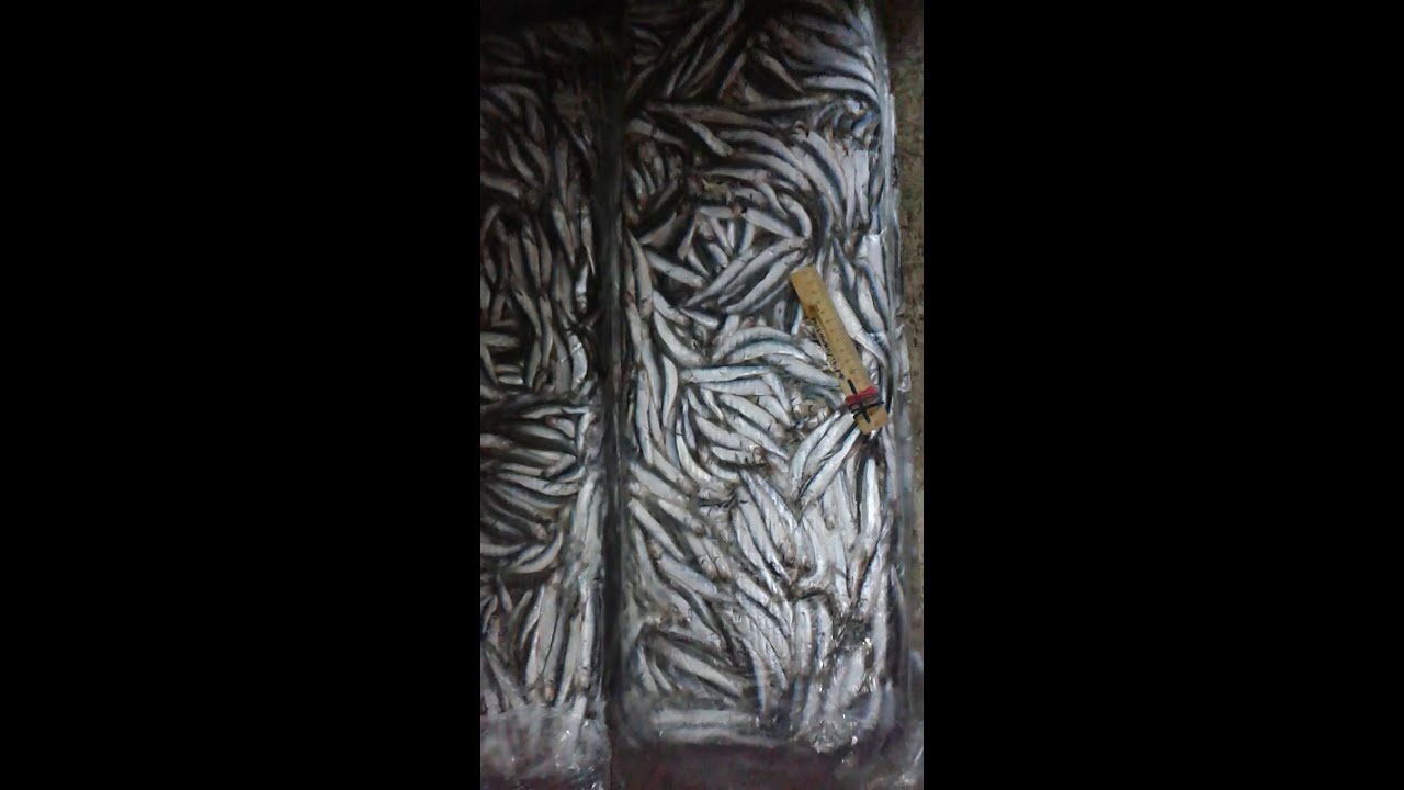 Хамса 24 часа