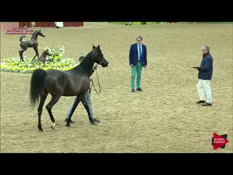 N.284 ANGELICA GAA - 21st Qatar National 2018 - Mares 7 to 10 Years Old (Class 10)