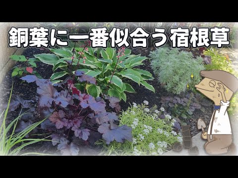 互葉のヒメソウ 植物