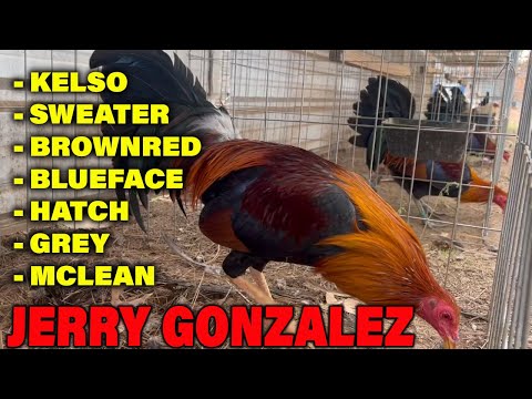 Jerry Gonzalez SAG FARMS - Beautiful Quality Birds