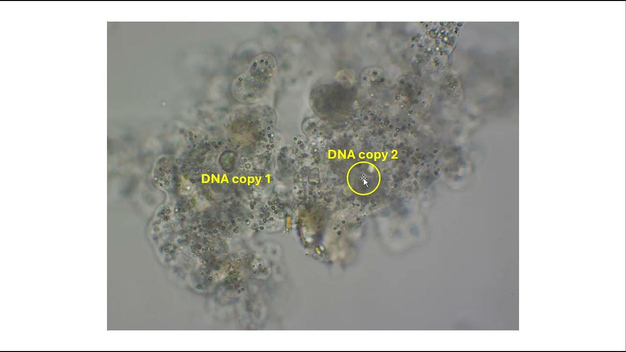Sexual reproduction part 1: The basics