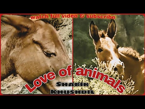 Animals also feel || Love of animals  #animals #animal #animallover