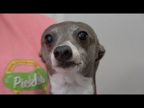 I Filmed My Dog Whenever He Cried Or Was Nasty For 24 Hours