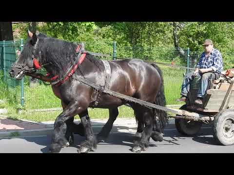 Konny zaprzęg gospodarczy.