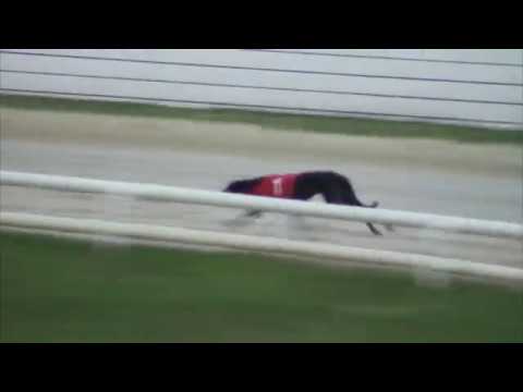 2017 WILLIAM HILL GRAND PRIX - 2ND SEMI - T1 SWIFT HANSEL