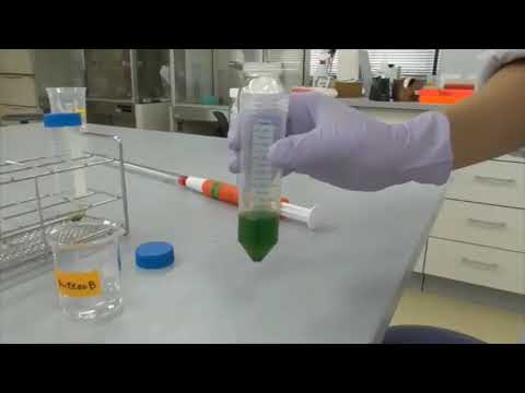 生命科学部　授業紹介（ホウレンソウからの葉緑体調製と分画）