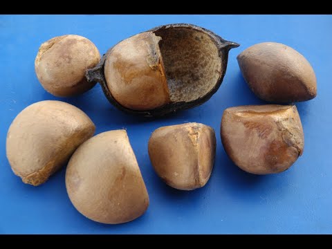 Andiroba   Healthy ingredients series