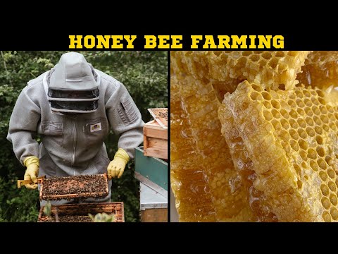 , title : 'Panduan Pemula untuk Bertani Lebah: Cara Memulai Sarang Lebah Anda Sendiri dan Memanen Madu'