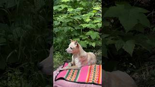 3min of birdsong and catching sniffs in Coastal British Columbia #relaxingnature #naturemoments