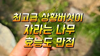 잎부터 뿌리 열매까지 모두 약이되는 나무 젊게 살고 싶으신분 성인병이 걱정 이신분들 꼭 드셔 보세요