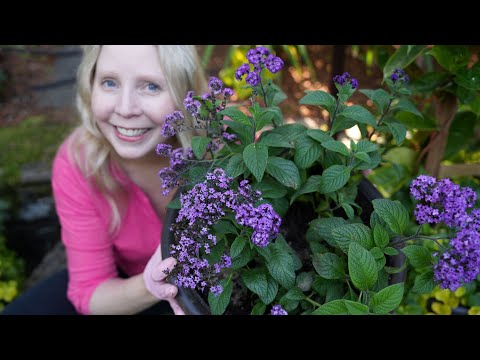 Garden Experiment with Heliotrope