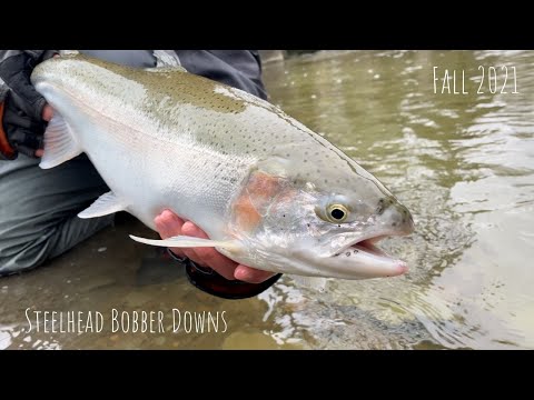 Steelhead Bobber Downs - Fall 2021