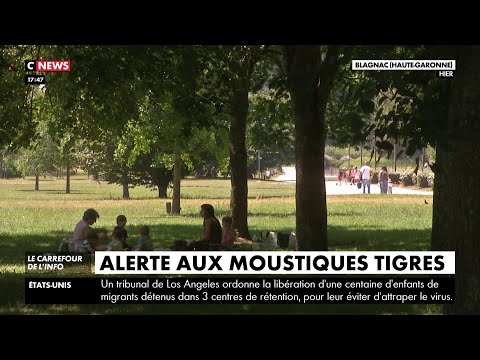 Occitanie : alerte aux moustiques tigres