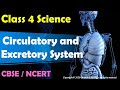 Circulatory And Excretory System CLASS 4 Science CBSE NCERT Orchids ELearning