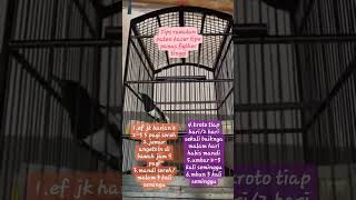 Download lagu Cara perawatan kacer tipe panas#kacer#kacergacor#shortsvideo#birds#kicaumaniaindonesia mp3 Download lagu Cara perawatan kacer tipe panas#kacer#kacergacor#shortsvideo#birds#kicaumaniaindonesia mp3