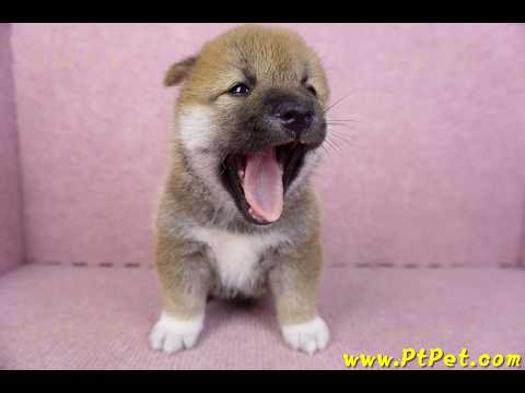 02/05赤色柴犬公幼犬2號(台東東河)