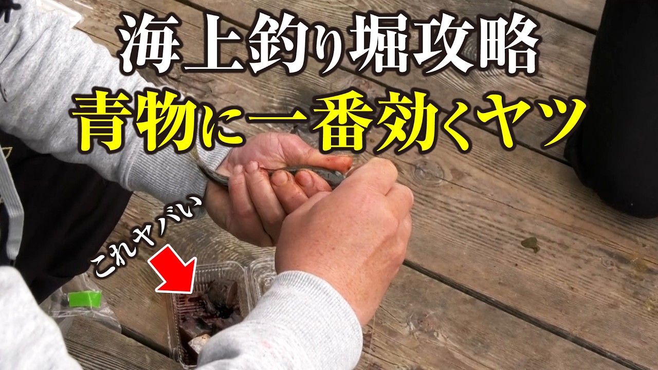 【海上釣り堀攻略】活アジと合わせる無双エサ。この組み合わせが最強です