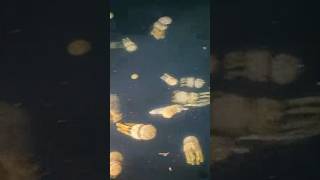海鼠が海中を泳ぐ激レアな瞬間！ #fishing #釣り