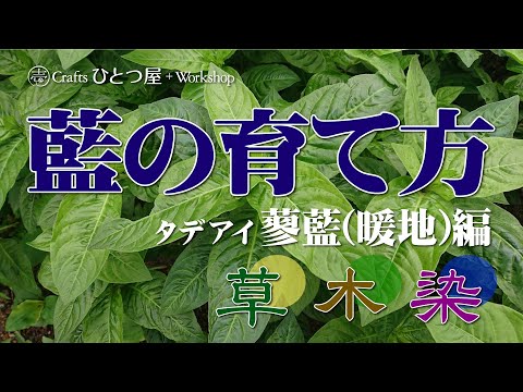 インディゴヤシ、ピンクインディゴ、中国藍、Indigofera amblyantha