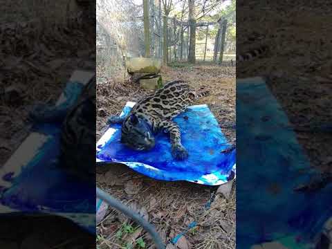 Magoo Ocelot painting at Carolina Tiger Rescue