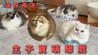 貓砂盆漏尿超崩潰!貓咪「摟打廣東話」爆笑旁白😂