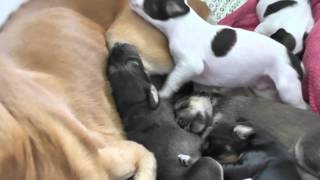 Download lagu Farlat saluki - Fara babies 10 days mp3