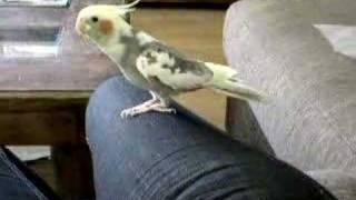 nacho canta y  baila PEPE TRAE LA ESCOBA