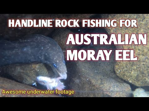 Catching big fish on a shallow rocks water #shorts