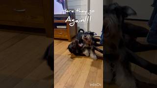 また始まった！ #いぬ #ラブラドールレトリバー #ミニチュアシュナウザー #いぬのいる生活 #犬動画 #dog #labrador #minischnauzer #dogshorts