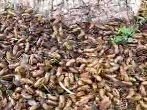 17-Year Cicadas in Downers Grove, IL