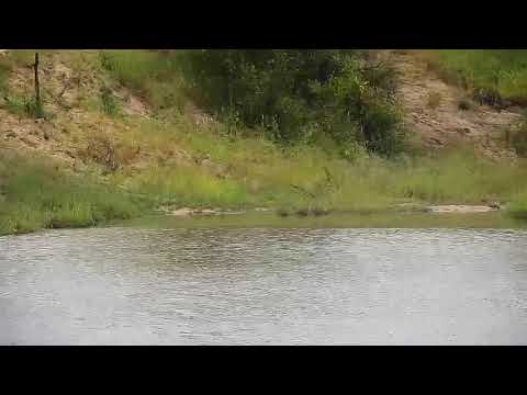 Djuma Private Game Reserve Live Stream