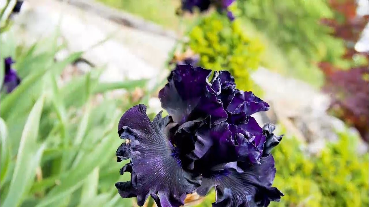 Garden Tips: Bearded Iris