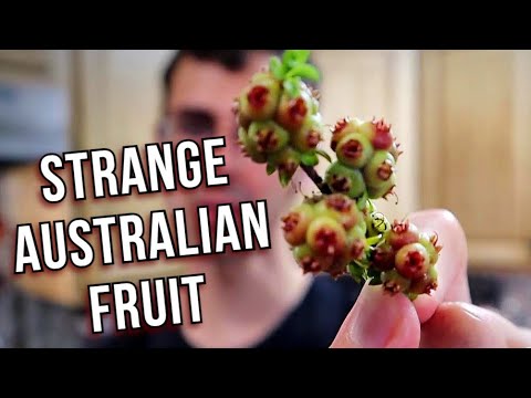 The Bizarre FRUIT & LEAVES of the Kunzea Plant (Muntries) -  Weird Fruit Explorer