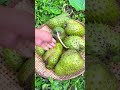 Soursop the healthiest fruit on Earth 💚