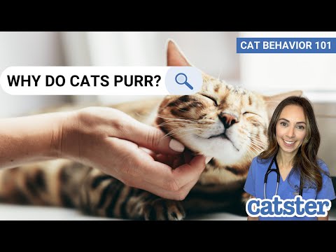 CAT BEHAVIOR 101: Why Cats Purr at Humans? (vet answer) | Excited Cats