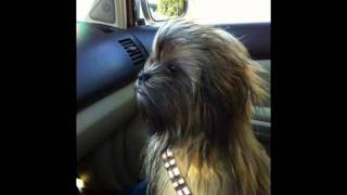 You (Sunset Black cover)