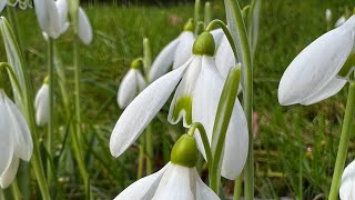 The month of the Master Builder