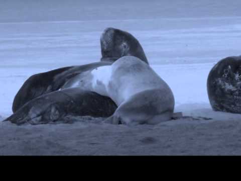 Video de Animales Maria Eugenia.wmv