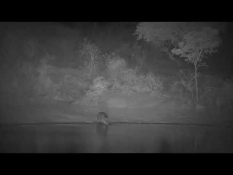 Djuma: Hippo arrives at the dam - 23:05 - 11/04/21