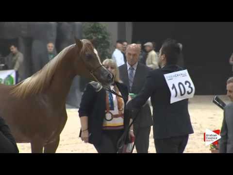 N 103 EL ZILAL TAKIYAH   Verona 2015   Yearling Fillies Class 1A