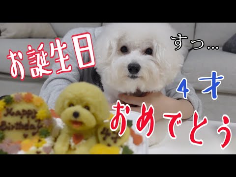 youtube-動物記事2023/12/28 18:33:21