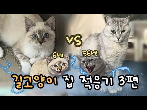 길냥이와 집냥이 첫만남